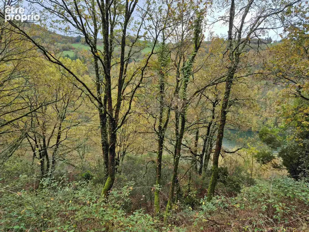 Bois - 2500 m2 avec vue sur le Tarn - photo 3