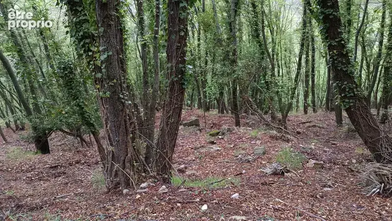Terrain à vendre de 16 225,00 m² PEILLE (06) - photo 6