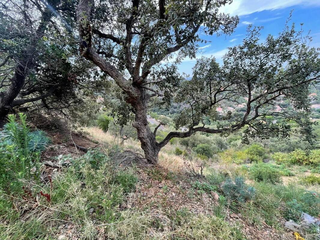 Terrain à LE BOULOU