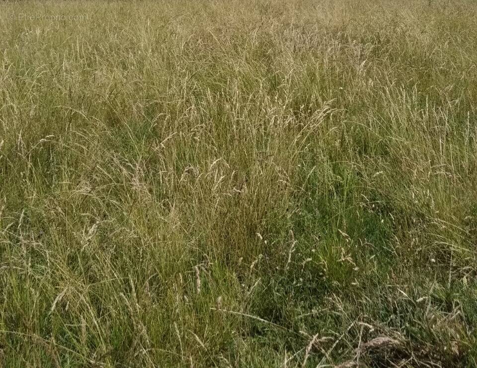 Terrain à JOUE-DU-BOIS