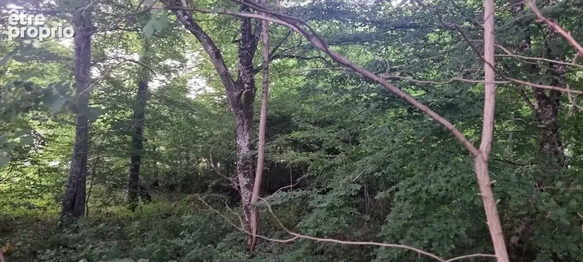 Terrain constructible dans un domaine boisé de La-Selle-en-Hermoy (45210) - photo 6