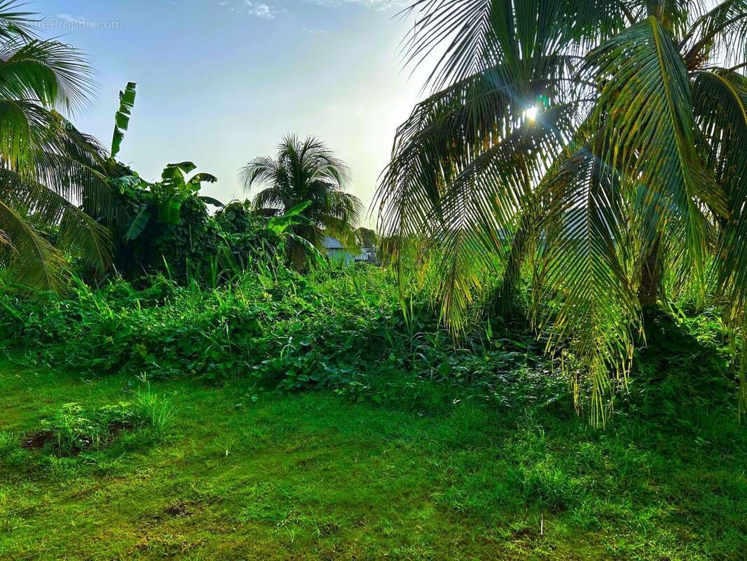 Terrain à CAPESTERRE-BELLE-EAU
