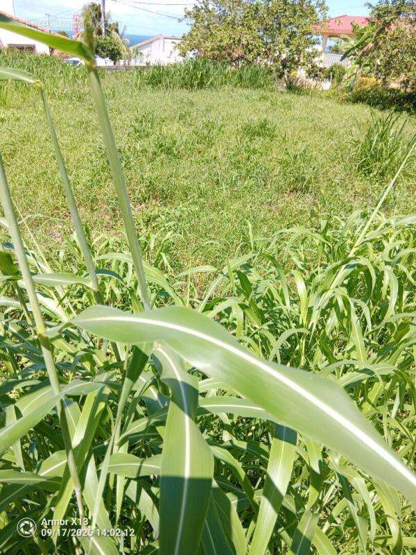 Terrain à BASSE-POINTE