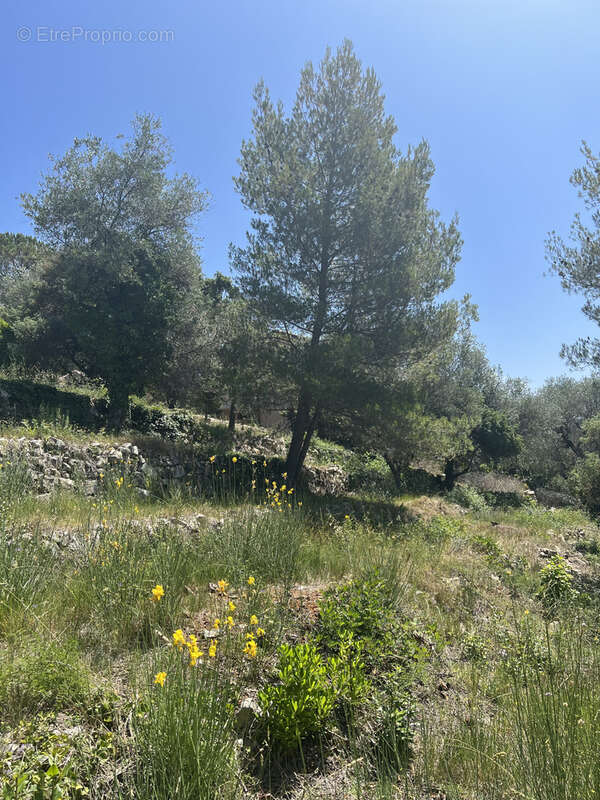 Terrain à TOURRETTE-LEVENS