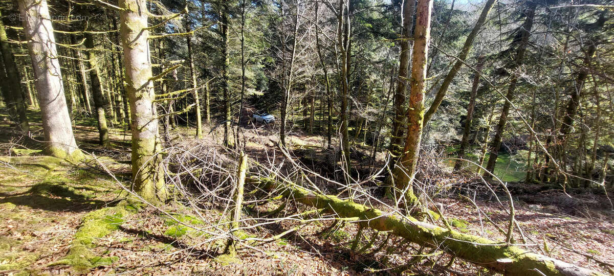 20250303_110945 - Terrain à FAUCOGNEY-ET-LA-MER