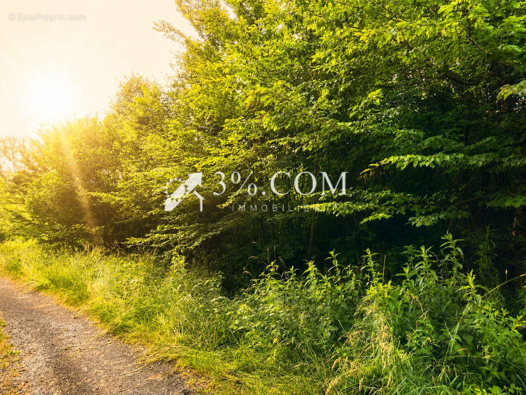 Foret - terrain  11.407 m2 - photo 4