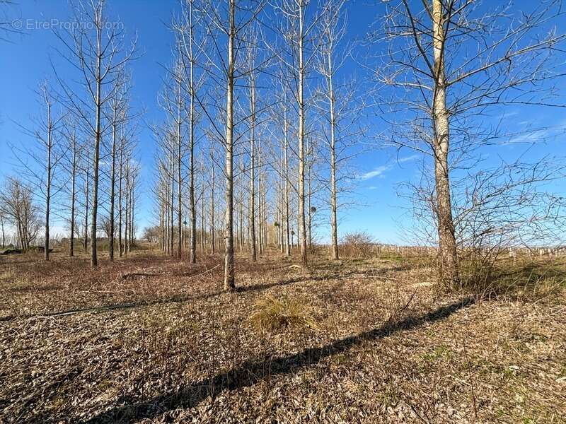 Maison à PARLEBOSCQ