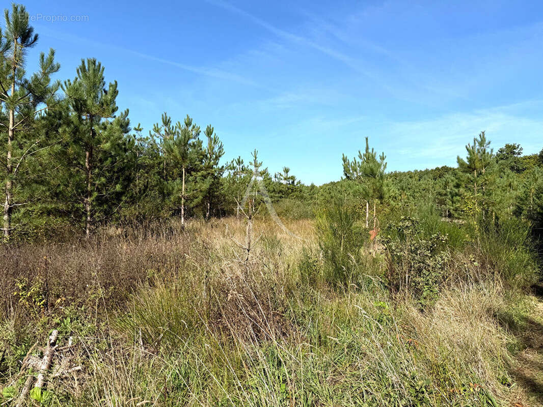 Terrain à LA FERTE-SAINT-AUBIN