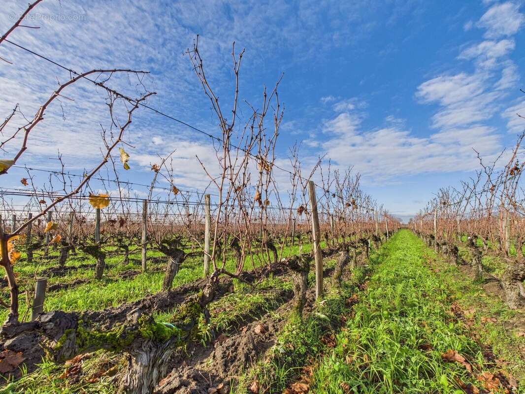 Maison à SAINT-EMILION