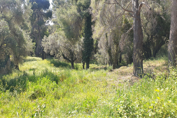 Terrain à MOUGINS