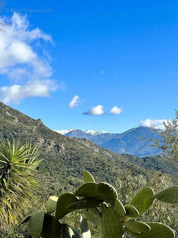 Maison à SARROLA-CARCOPINO