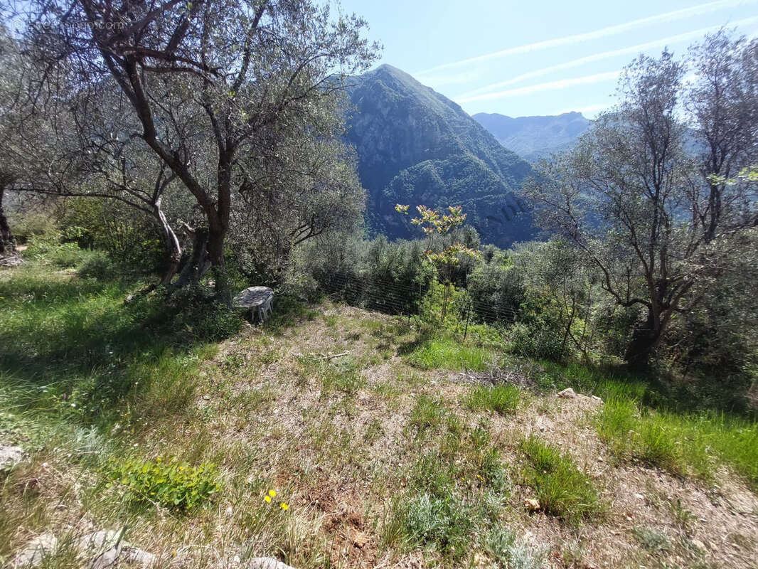 Terrain à BREIL-SUR-ROYA