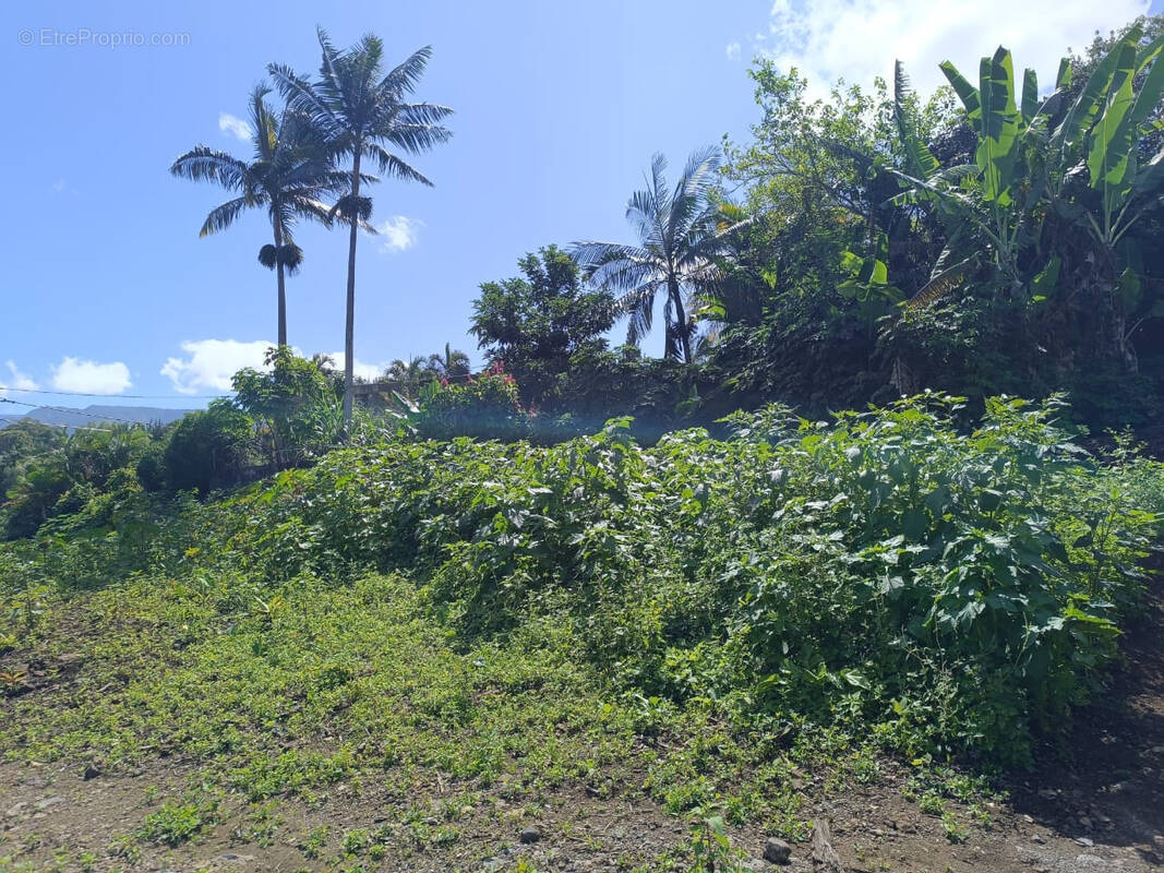 Terrain à LE TAMPON
