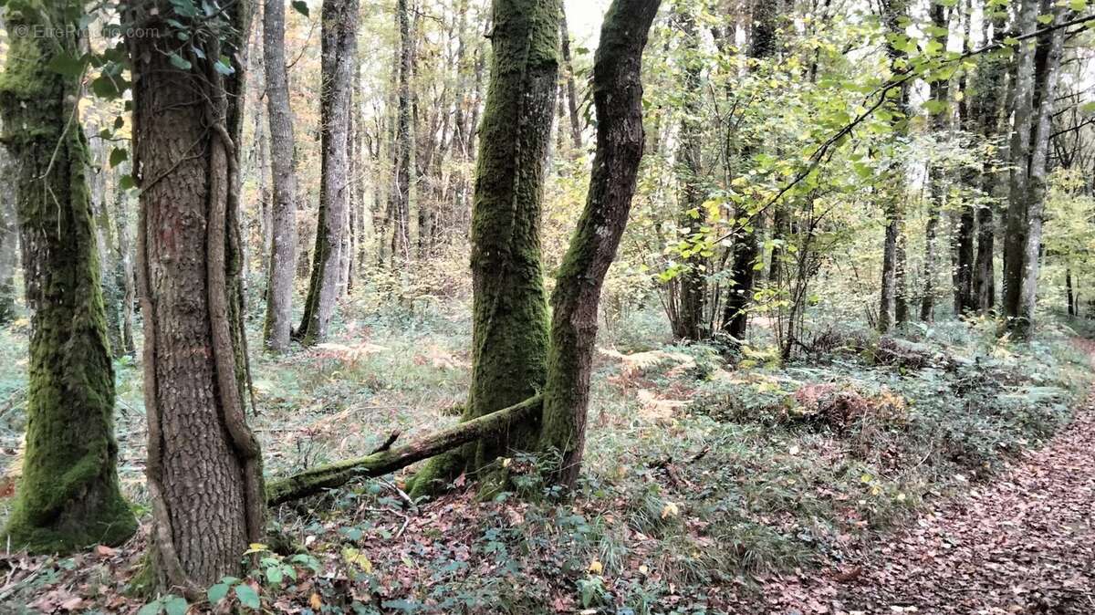 Terrain à VOUILLE