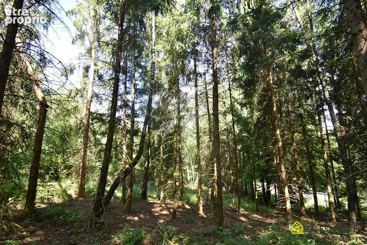 Parcelle forestière Anould 5420 m2 - photo 12