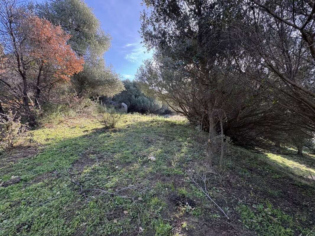 Terrain à MONTEGROSSO