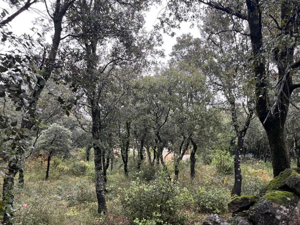 Terrain à SAINT-RESTITUT