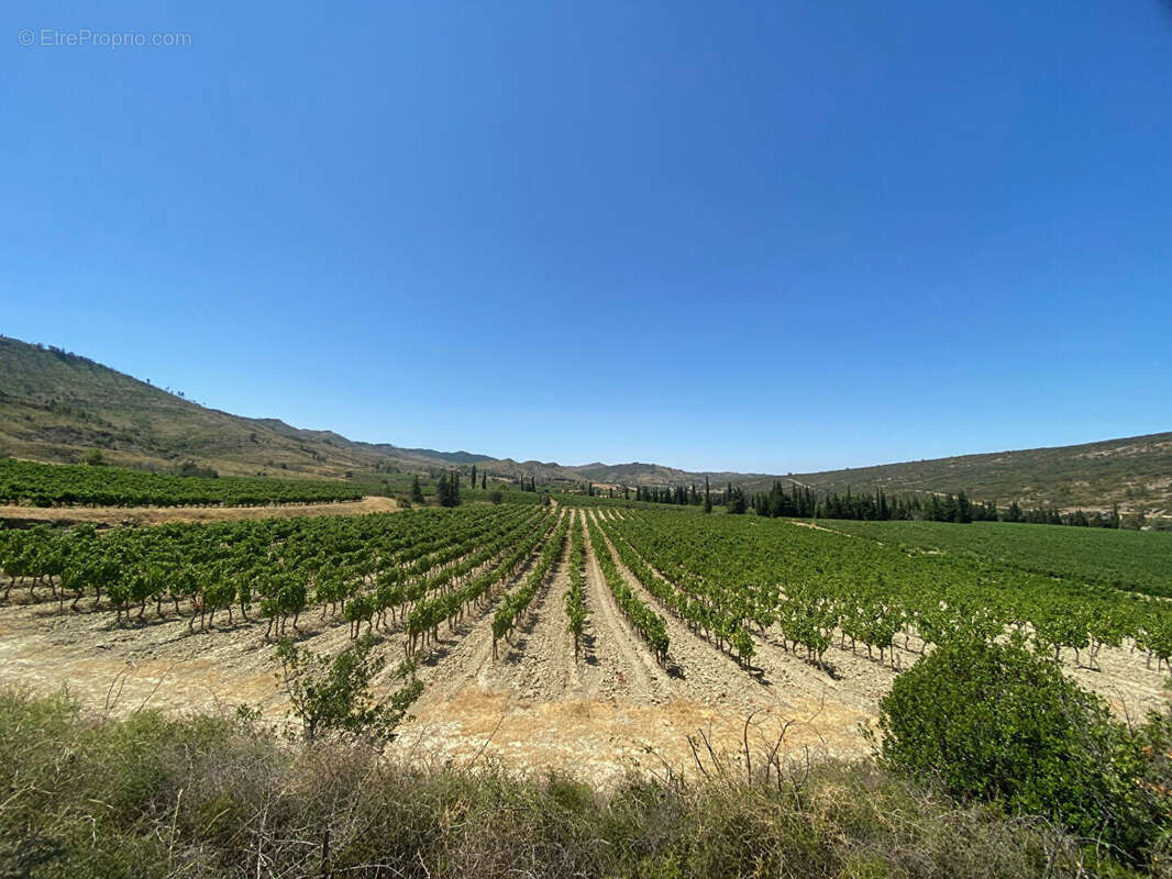 Domaine viticole avec maison de maître d'env. 850m2 habitables et 77 Hectares de terres - photo 18
