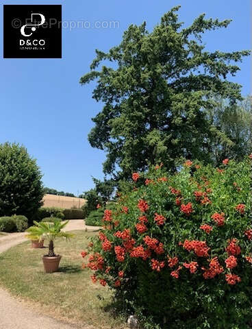Maison 100 m² à Hurigny  - photo 8