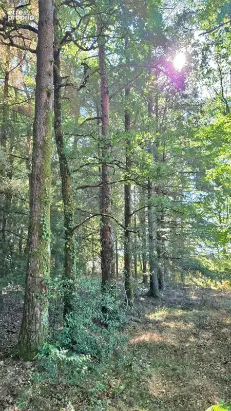 Terrain de loisir boisé 2.3Ha + Source - Proche Limoges - photo 10