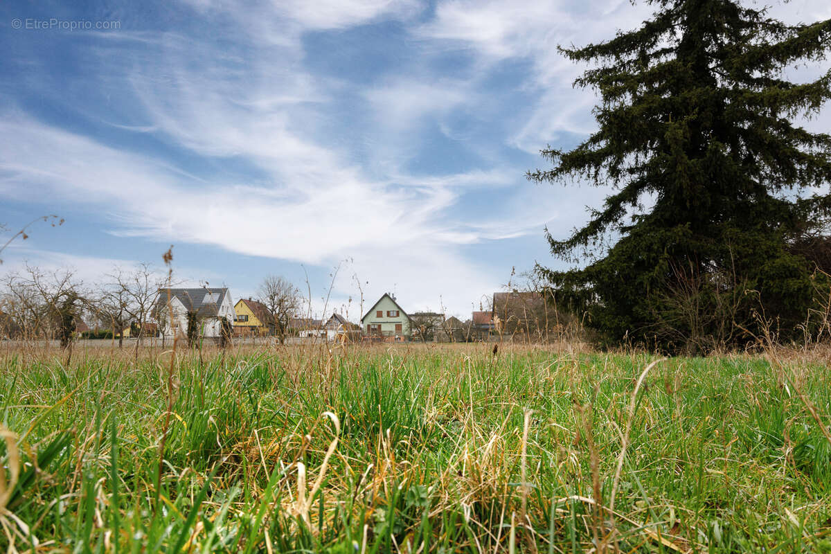 Terrain à GRUSSENHEIM