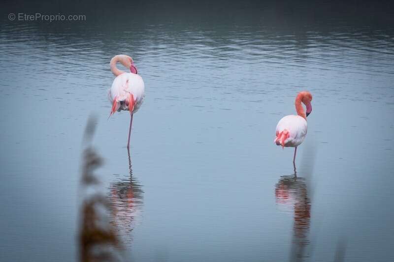 Commerce à LE GRAU-DU-ROI