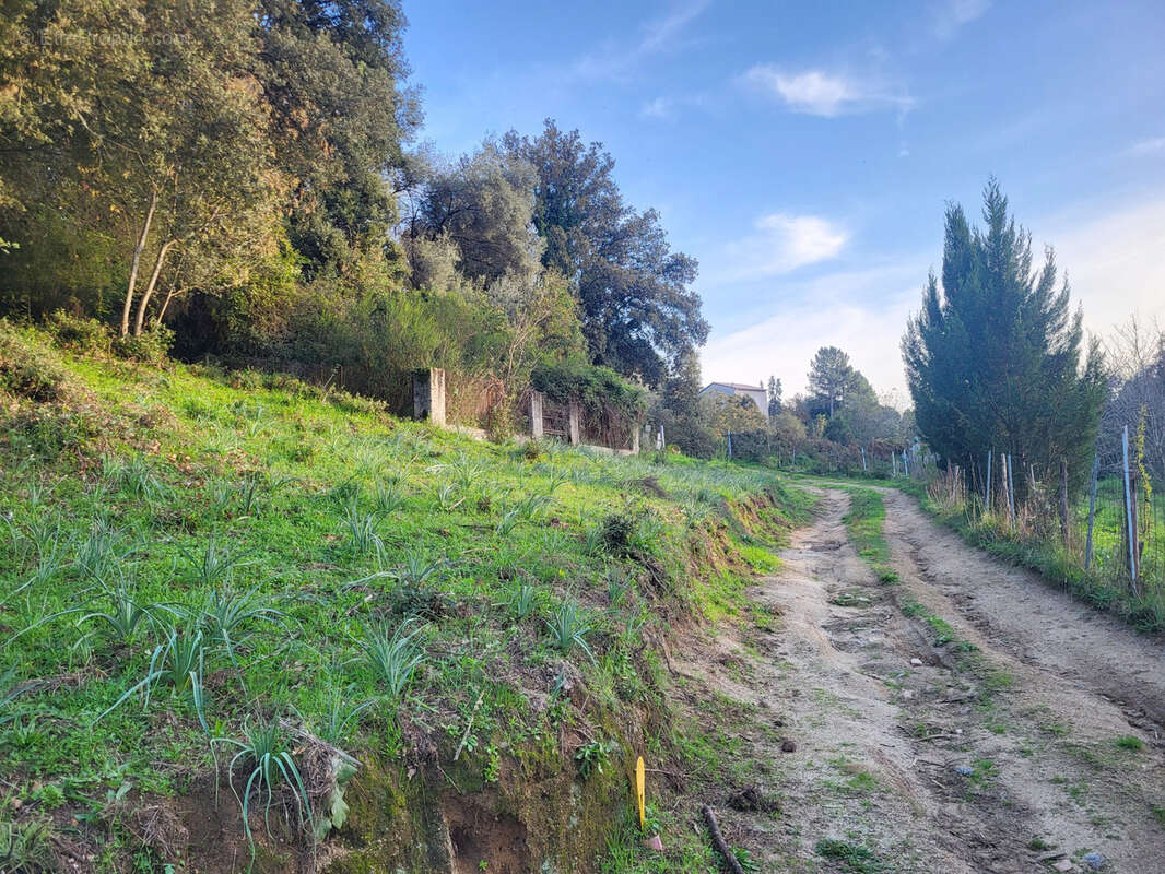 Terrain constructible 1500m2 - forciolo - photo 3
