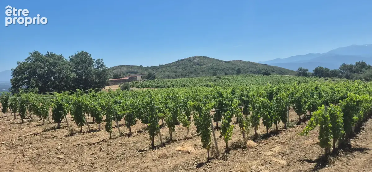 Domaine viticole - photo 2