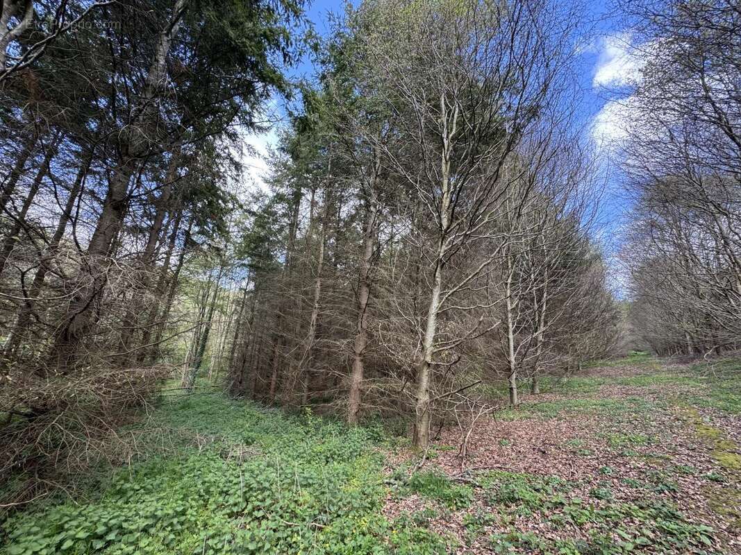 Terrain 118110 m² à La Vespiere  - photo 5