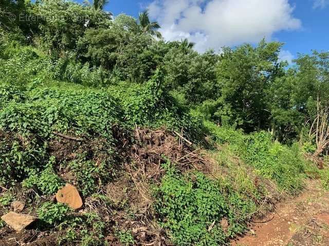 Terrain à RIVIERE-SALEE