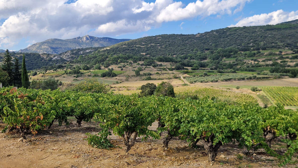 Terrain à MONTPEYROUX