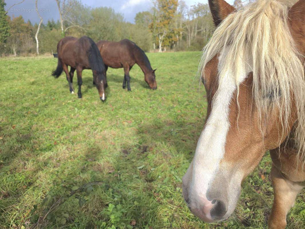 Maison à LA LANDE-DE-GOULT
