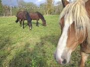 Maison à LA LANDE-DE-GOULT
