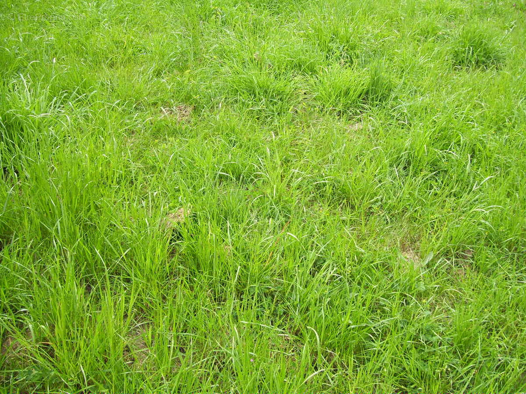 Terrain à LA BRUFFIERE