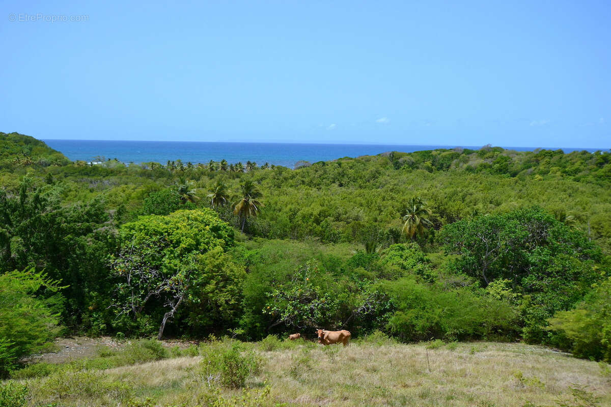 Terrain 4 000 m2   Vue mer imprenable   2 400 m2 constructibles (Zone UG)   Opportunité Investisseur - photo 7