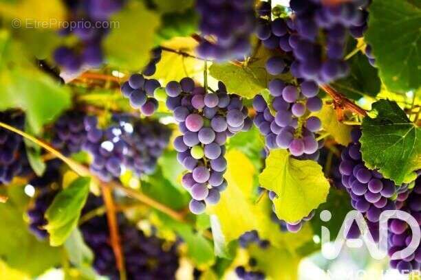 Photo 2 - Maison à L'ISLE-SUR-LA-SORGUE