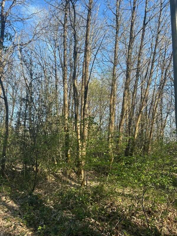 Terrain à LE VIEIL-BAUGE