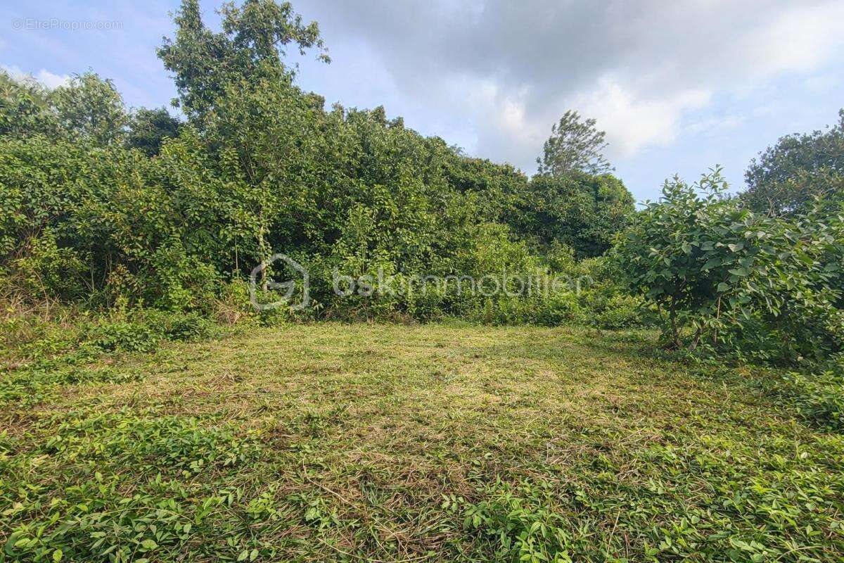 Terrain à SAINT-LEU