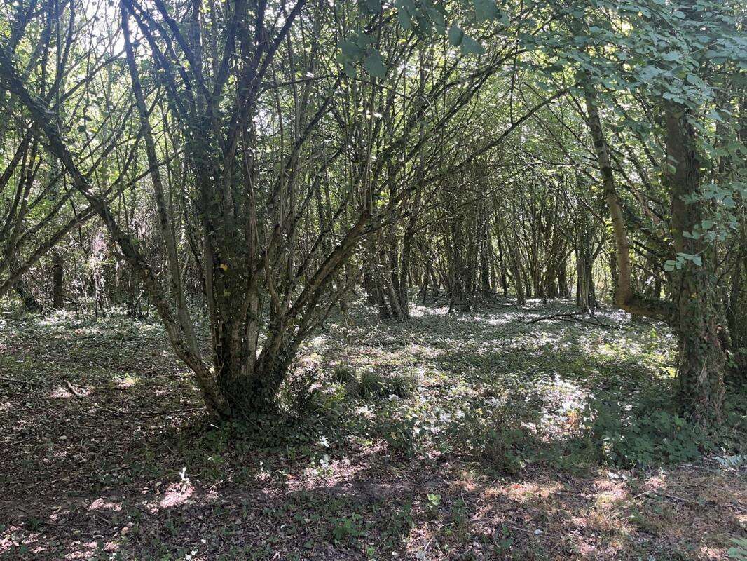 Exceptionnel domaine de loisirs boisé de 13,42 hectares dans le Perche - photo 2