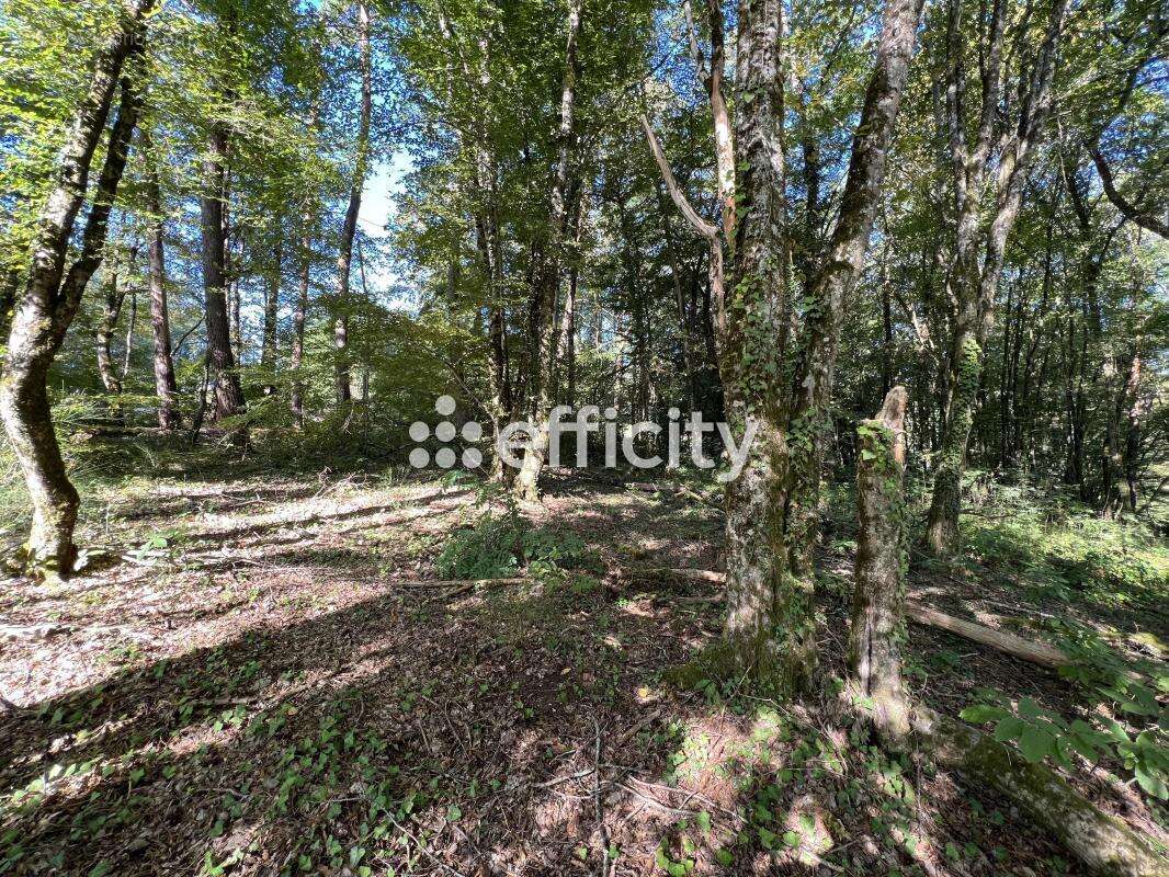 Terrain à BRIVE-LA-GAILLARDE