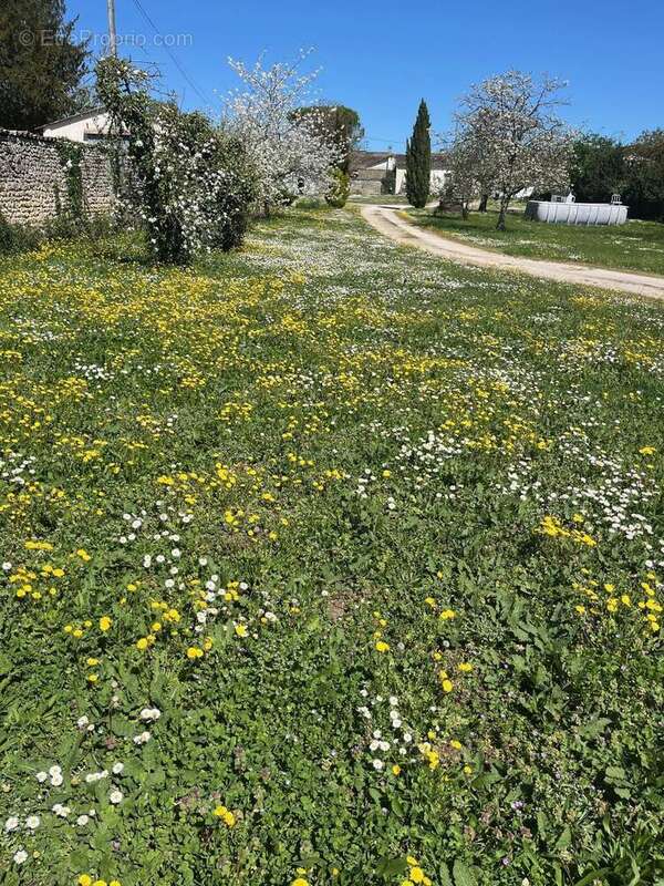 Terrain à BOUTIERS-SAINT-TROJAN