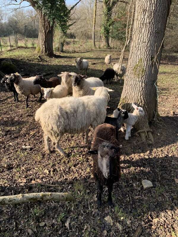Terrain à VIEILLE-EGLISE-EN-YVELINES