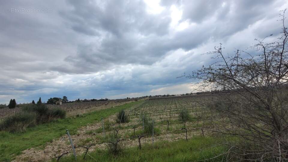 Terrain à SAINTE-CECILE-LES-VIGNES