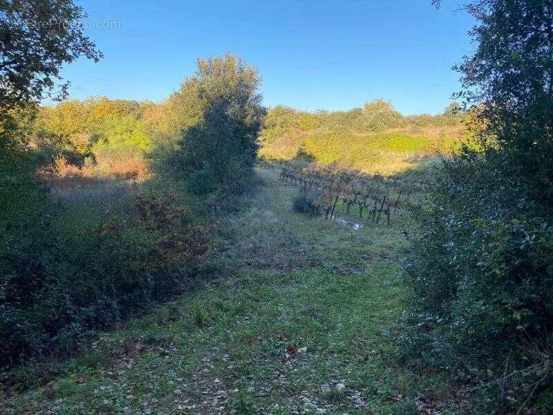 Photo 8 - Terrain à LE PIN