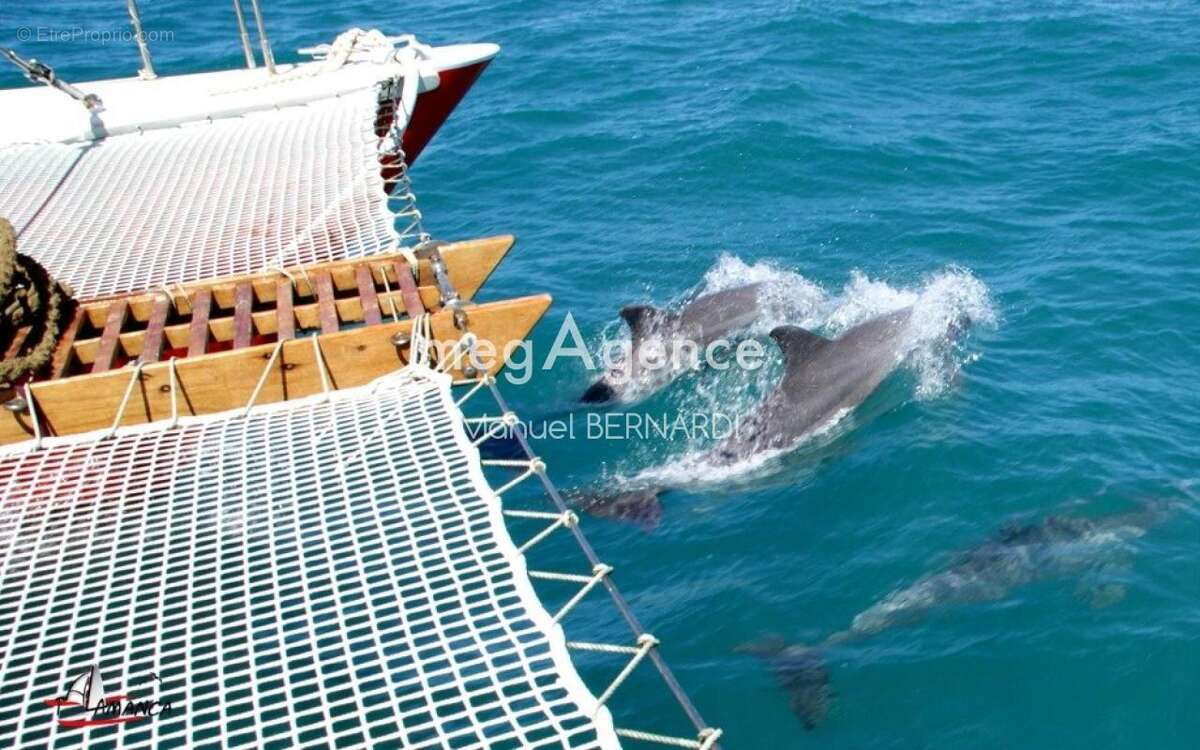 Commerce à DESHAIES