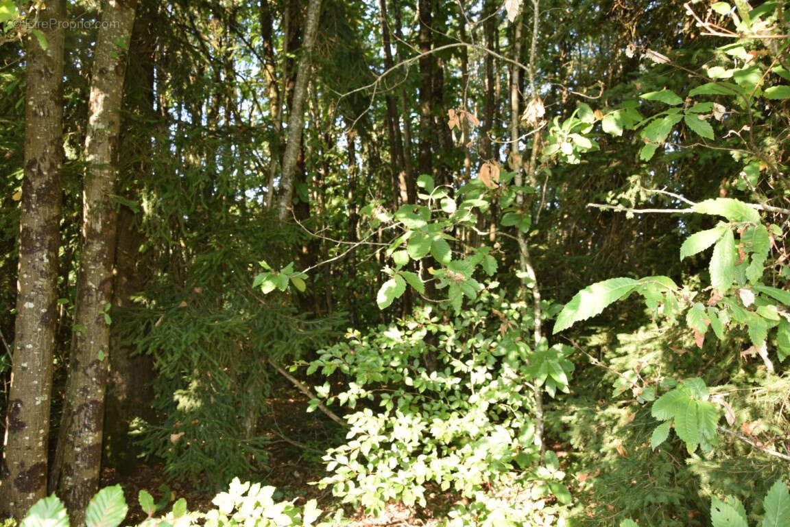 Terrain à SAINT-SORNIN-LAVOLPS