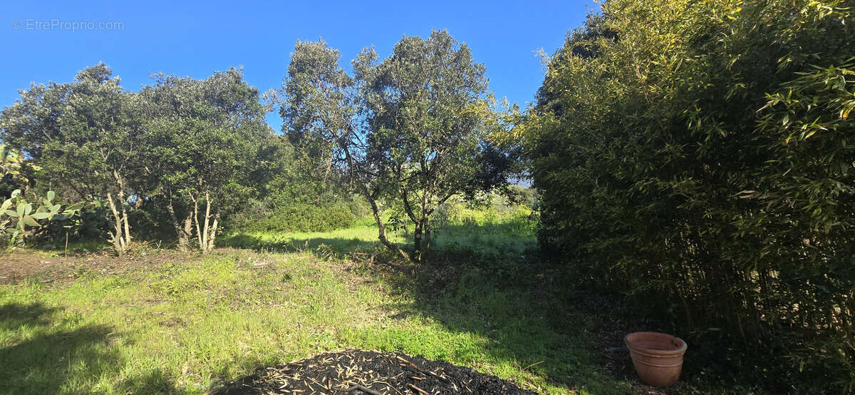 Terrain à OLMETO