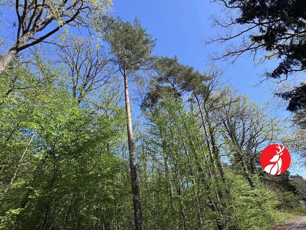 Terrain à NOISY-SUR-ECOLE