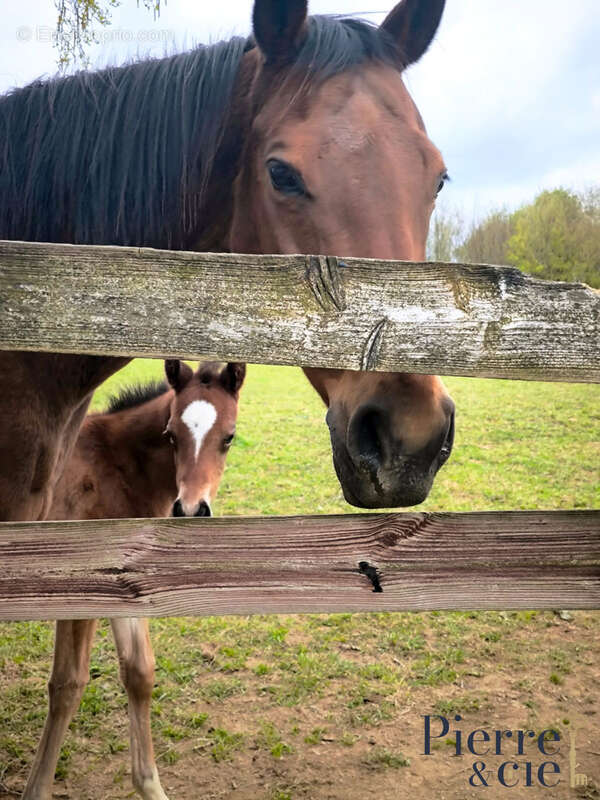 Maison à SAINT-SAUVEUR-DE-CARROUGES