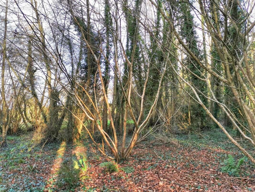 Terrain à LAMBALLE